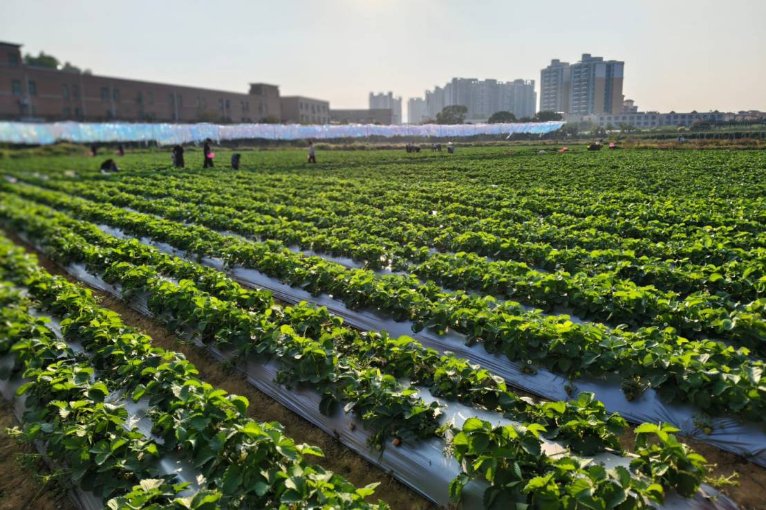 遊走大灣區 ‧ 三鄉士多啤梨園